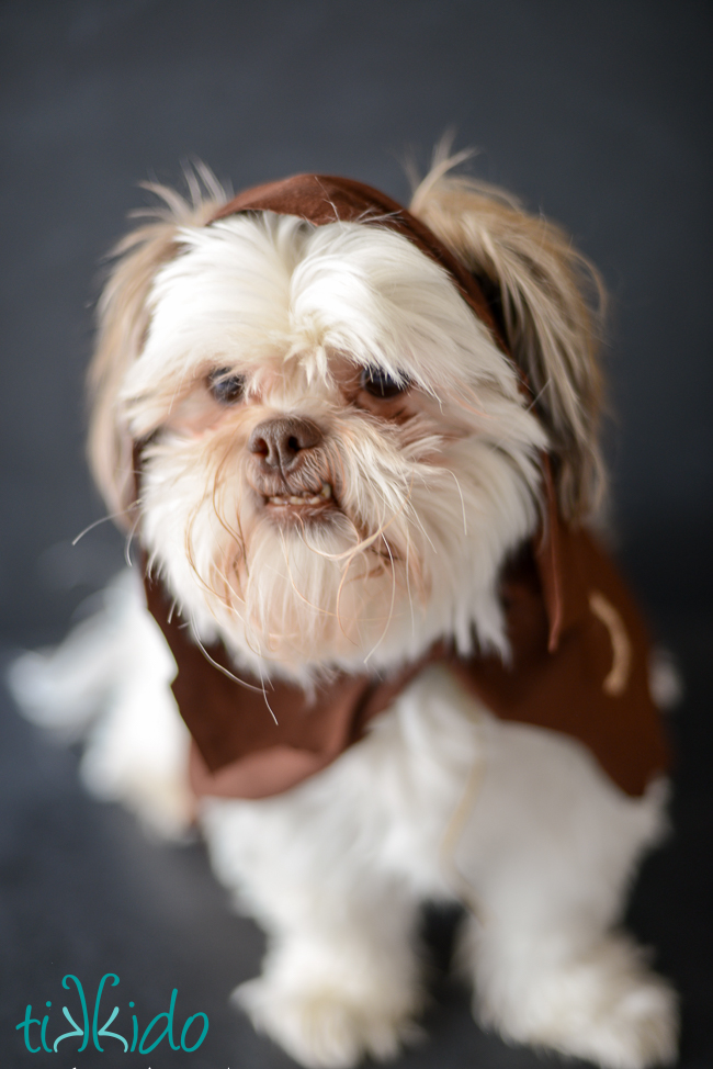 DIY no sew ewok Star Wars costume for dogs